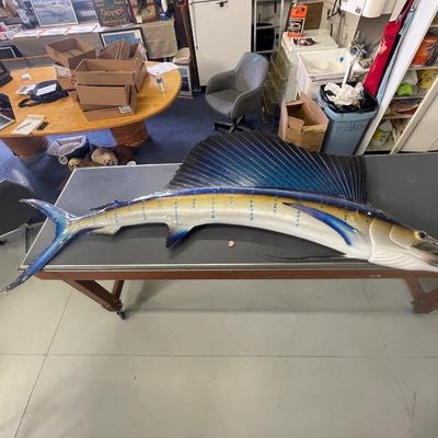 Blue Sailfish 8 foot 5 inches long - Taxidermy Piece