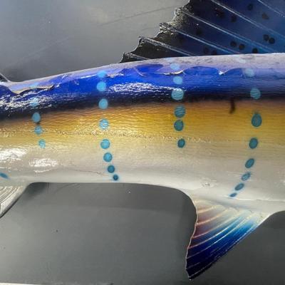 Blue Sailfish 8 foot 5 inches long - Taxidermy Piece