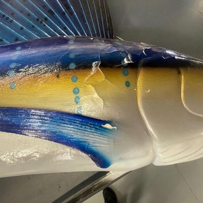 Blue Sailfish 8 foot 5 inches long - Taxidermy Piece