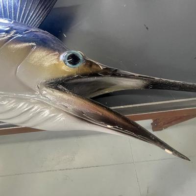 Blue Sailfish 8 foot 5 inches long - Taxidermy Piece