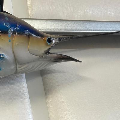 Blue Sailfish 8 foot 5 inches long - Taxidermy Piece