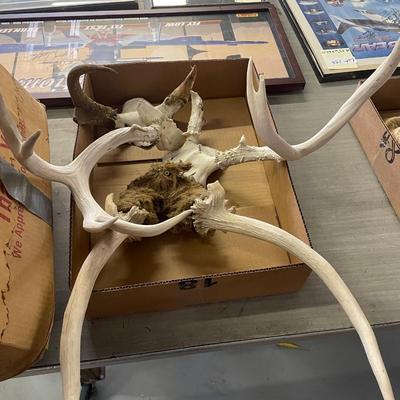 2 Boxes of Lots of Antlers - not counted