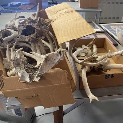 2 Boxes of Lots of Antlers - not counted