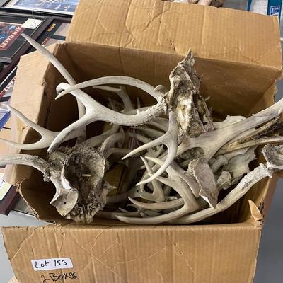 2 Boxes of Lots of Antlers - not counted