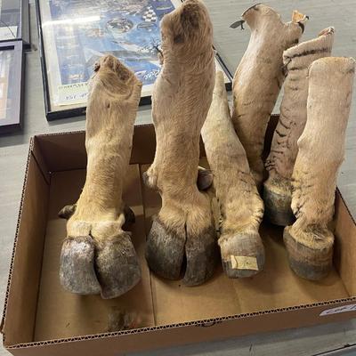 Lot of 6 assorted Taxidery/ Animal Hooves