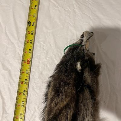 Tanned Raccoon Hides