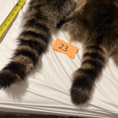 Tanned Raccoon Hides