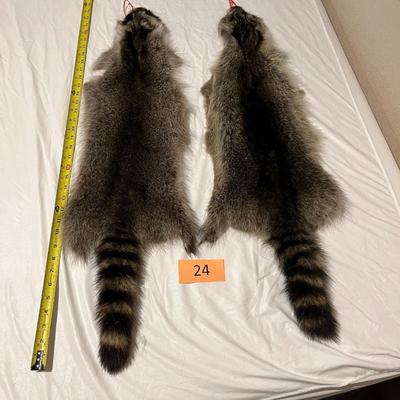 Tanned Raccoon Hides