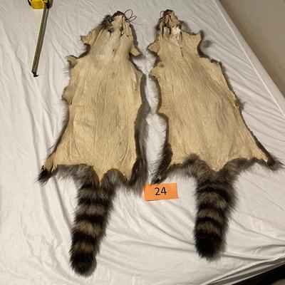 Tanned Raccoon Hides