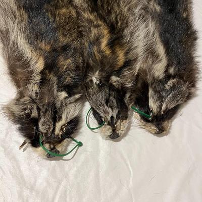 Three Raccoon Tube Hides