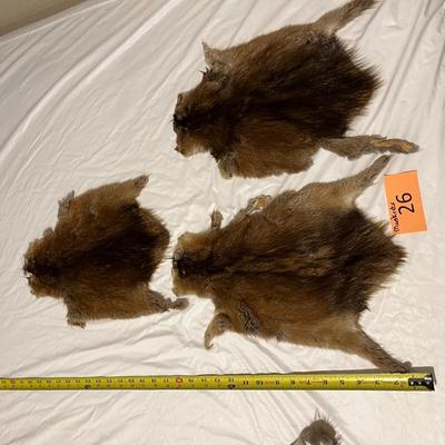 Tanned Muskrat Hide