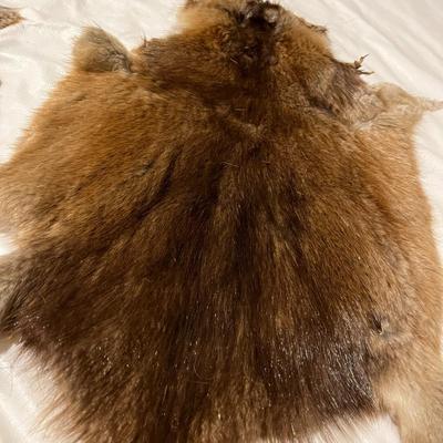 Tanned Muskrat Hide