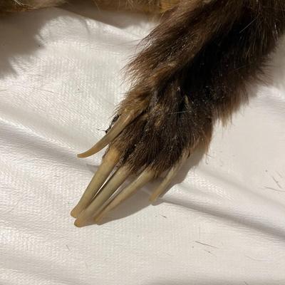 Badger Hide Tanned with front claws