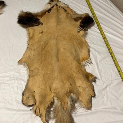 Badger Hide Tanned with front claws