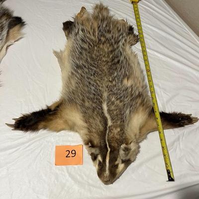Badger Hide Tanned with front claws