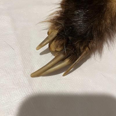 Badger Hide Tanned with front claws