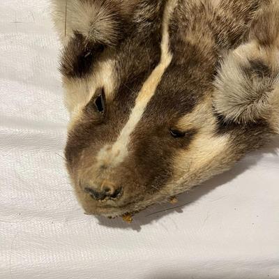 Badger Hide Tanned with front claws