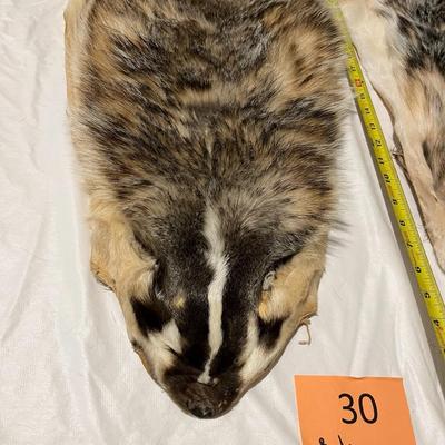 set of 2 Badger Hides Tanned