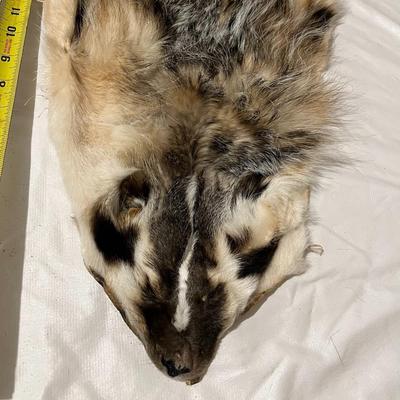 set of 2 Badger Hides Tanned