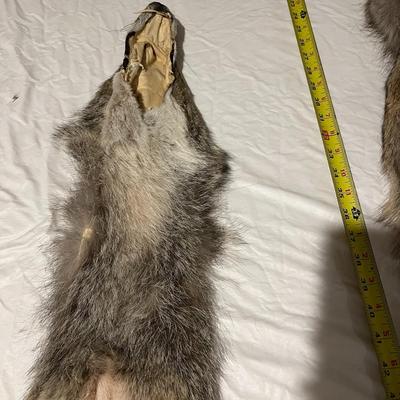 Coyote Hides Tanned Tubes