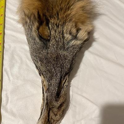 Coyote Hides Tanned Tubes