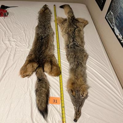 Coyote Hides Tanned Tubes