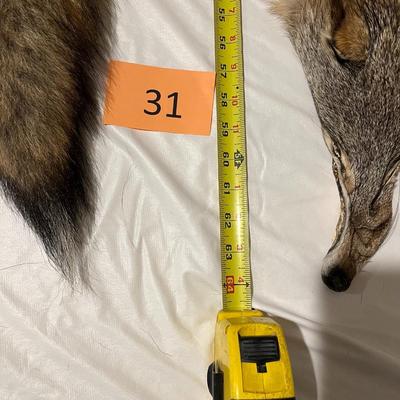 Coyote Hides Tanned Tubes