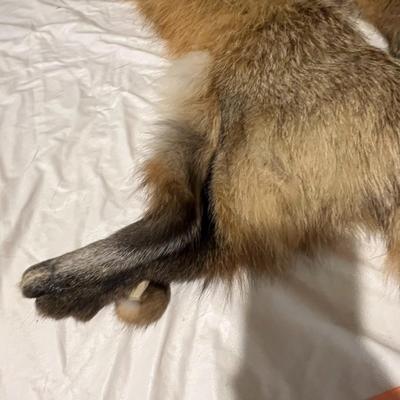 Fox Hides