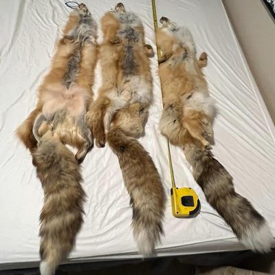 Tanned Fox Tube Hides