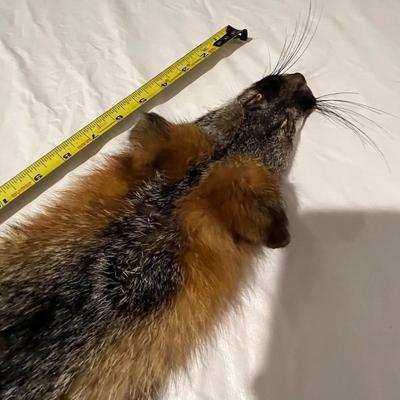 Single Tube Hide Fox?