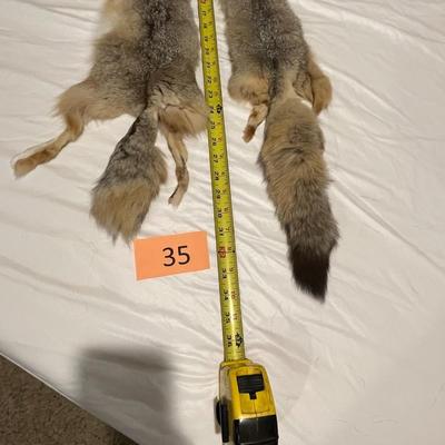 Pair of Fox Hides