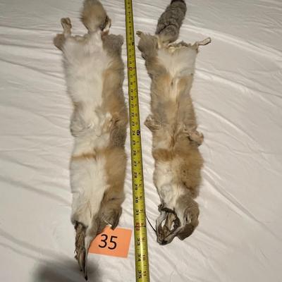 Pair of Fox Hides