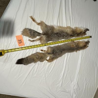 Pair of Fox Hides