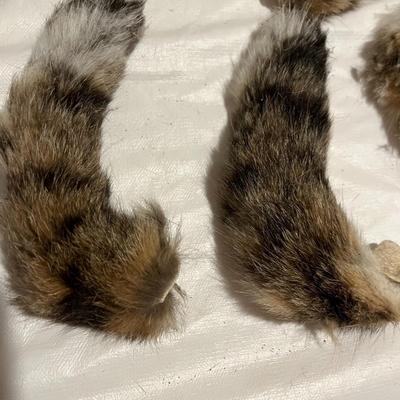 Bobcat Tails