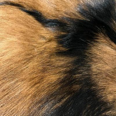 Tanned Goat Hide