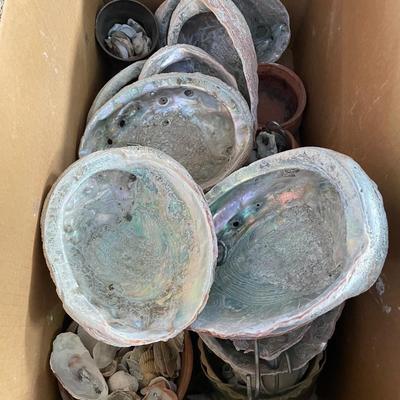 Box of Abalone Shells/Sea Shells/Sea Stars Etc