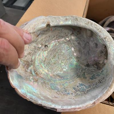 Box of Abalone Shells/Sea Shells/Sea Stars Etc