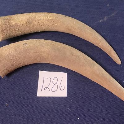 Cattle Horns