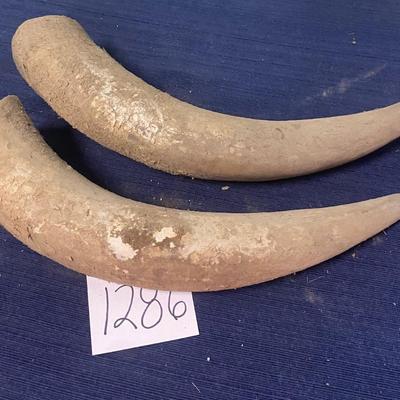 Cattle Horns