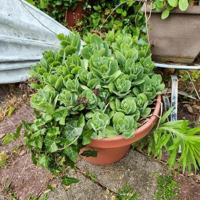 3 Planters and 1 Metal Plant stand