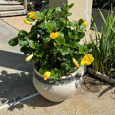 Yellow Hibiscus With Pot ~ *Read Details