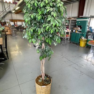 Approx. 7' Tall Faux Ficus Tree In Basket