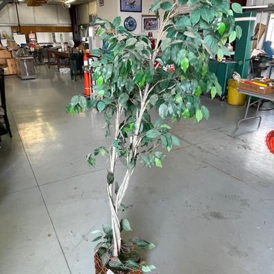 6' T Faux Ficus Tree in Square Basket
