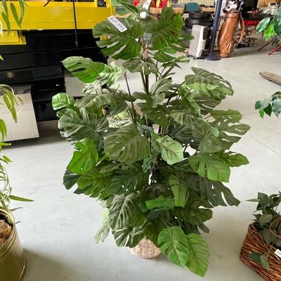 4' approx. large leaf Plant