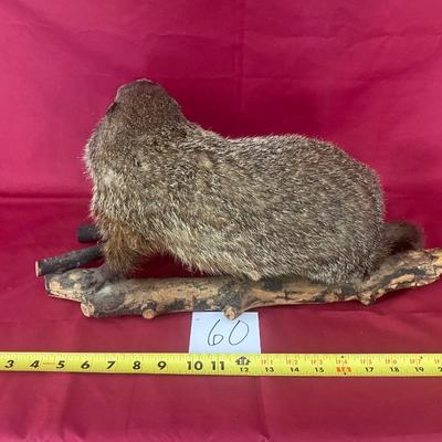 I Think We Have A Ground Hog