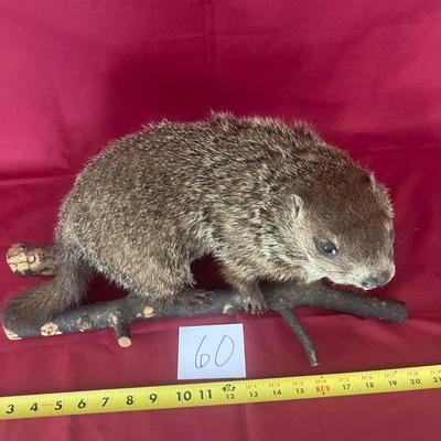 I Think We Have A Ground Hog