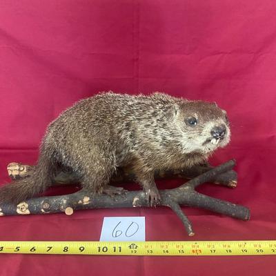 I Think We Have A Ground Hog