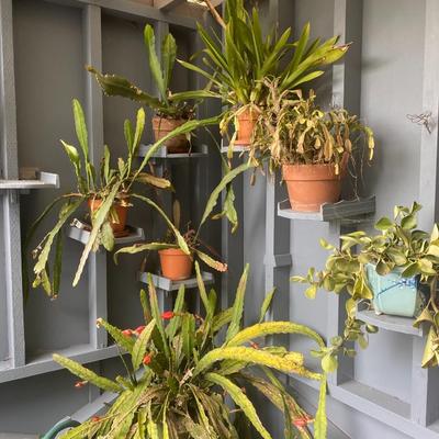 Holiday Cactus and garden items