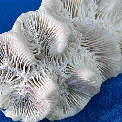 UNUSUAL CORAL SPECIMEN NECKLACE PENDANT 