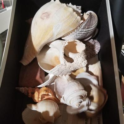 Shelf Contents